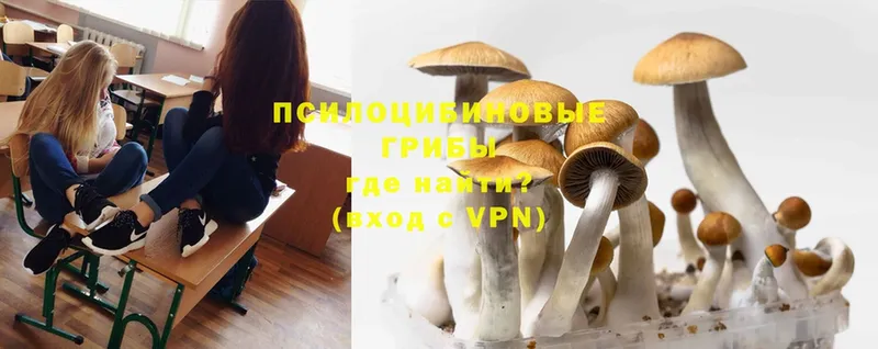 Псилоцибиновые грибы Psilocybine cubensis  купить   Грайворон 